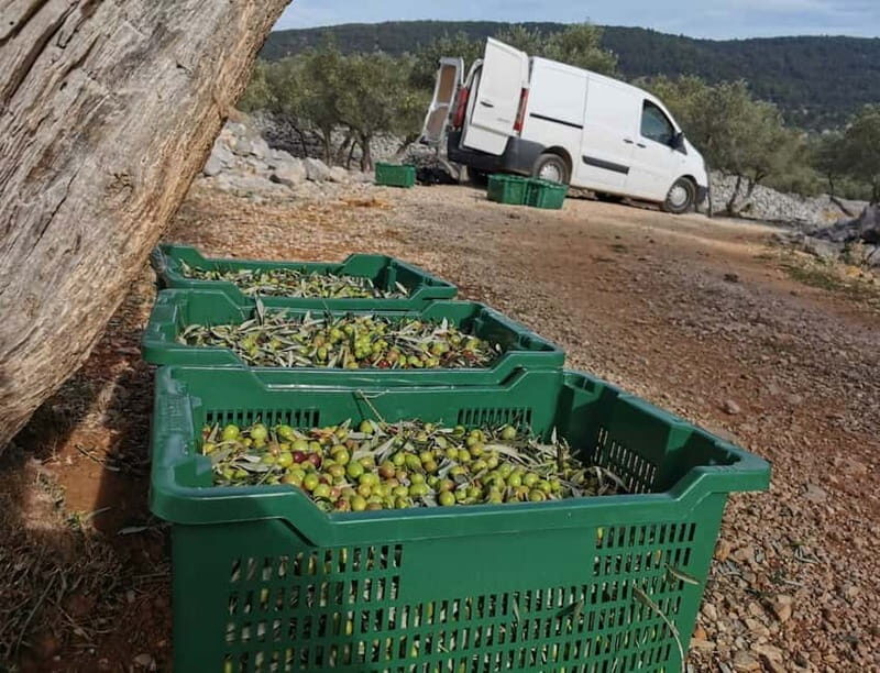 Cres Olive Harvest Tour - The Sum Up