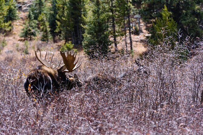 Crested Butte via Cottonwood Pass Private Colorado Adventure Tour - FAQ