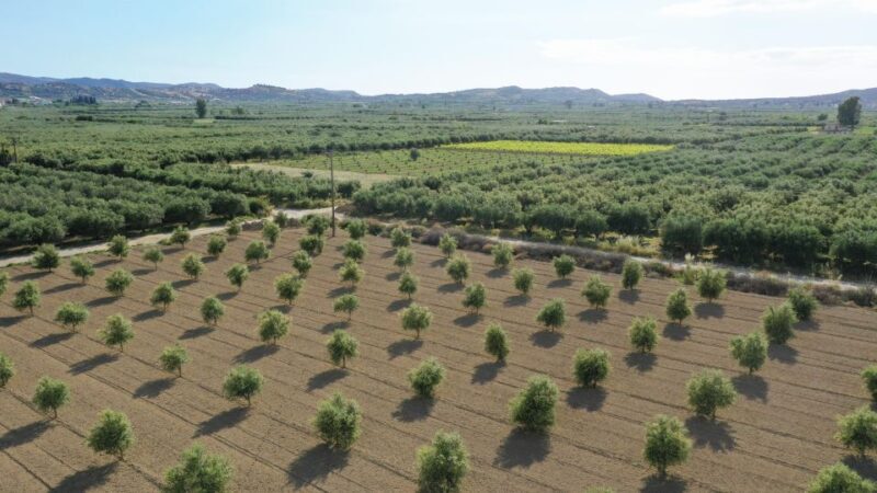 Cretan Farm Tour with Cheese-Making & Food Picnic - Analyzing the Value