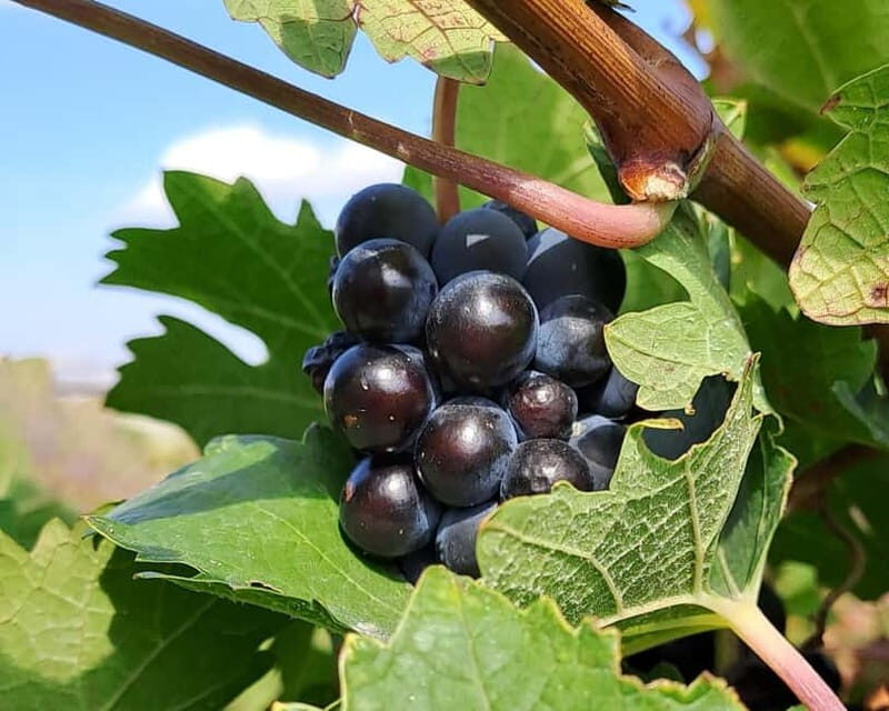 Crete: 2 Wineries Tour with Wine Tasting & Lunch - Who Will Love This Tour?