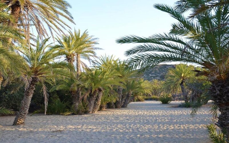 Crete and Heraklion Areas: Direct Day Trip Vai Beach - Frequently Asked Questions
