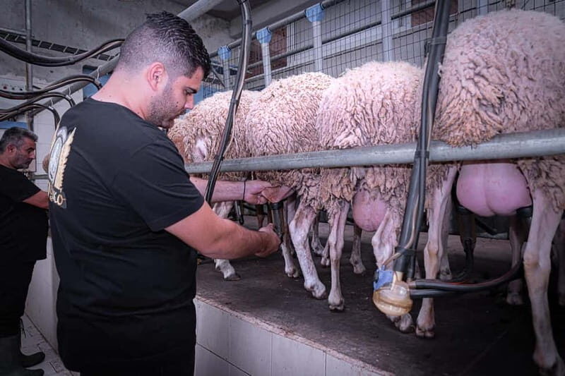Crete: Farm Visit with Cheese Tasting and Milking Experience - An Authentic Taste of Crete in a Scenic Setting