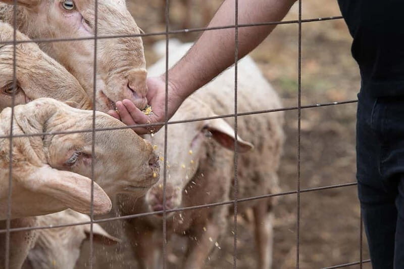Crete: Farm Visit with Cheese Tasting and Milking Experience - FAQ