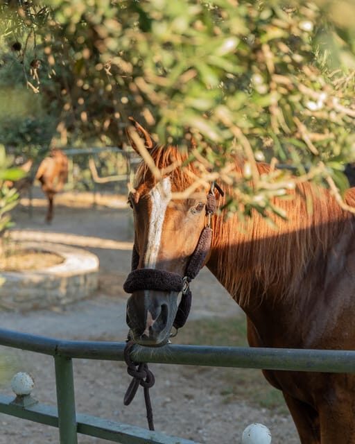 Crete Horse Riding: East Coastline Ride - Final Thoughts