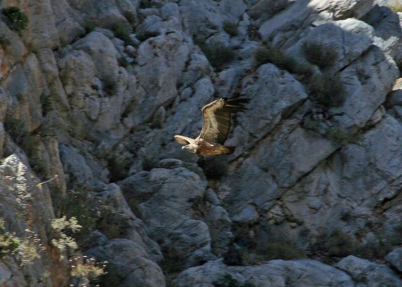 Crete: Land Rover Safari Through Katharo Plateau - Key Points
