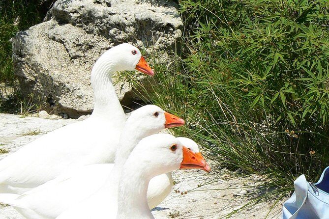 Crete Nature Kournas lake Argyroupoli &Georgioupoli from Rethymno - FAQs