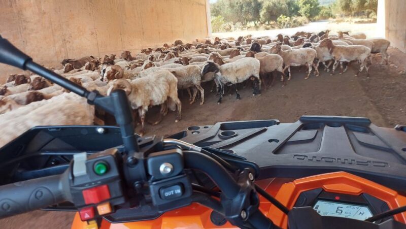 Crete: Off-Road Quad Safari with Hotel Transfers and Lunch - Final Thoughts