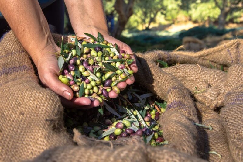 Crete: Olive, Wine, & Raki on a Flavorful Culinary Journey - Final Verdict