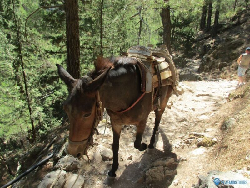 Crete: Private Guided Trek to Samaria Gorge with Transfer - An In-Depth Look at Crete’s Samaria Gorge Private Trek