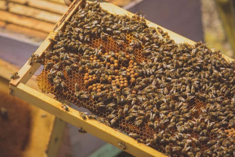 Crete: Rouvas Forest Truffle Hunt and Beekeeping Experience - Exploring Crete’s Rouvas Forest: An Authentic Adventure