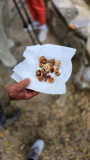 Crete: Rouvas Forest Truffle Hunt and Beekeeping Experience - Who Will Love This Tour?