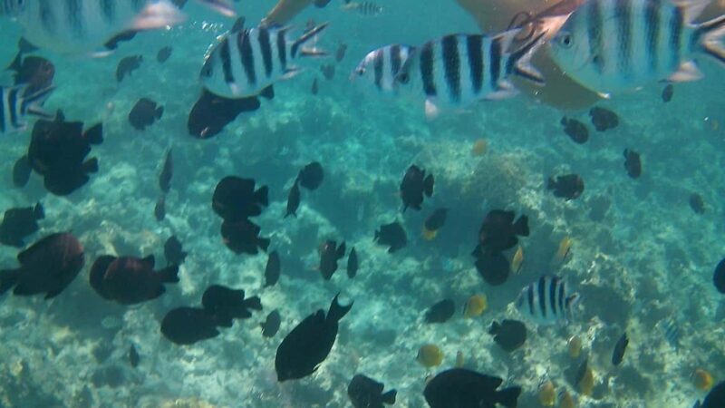 Crete: Snorkel Cretes Hidden Coves by Boat - What’s Included and How It Works