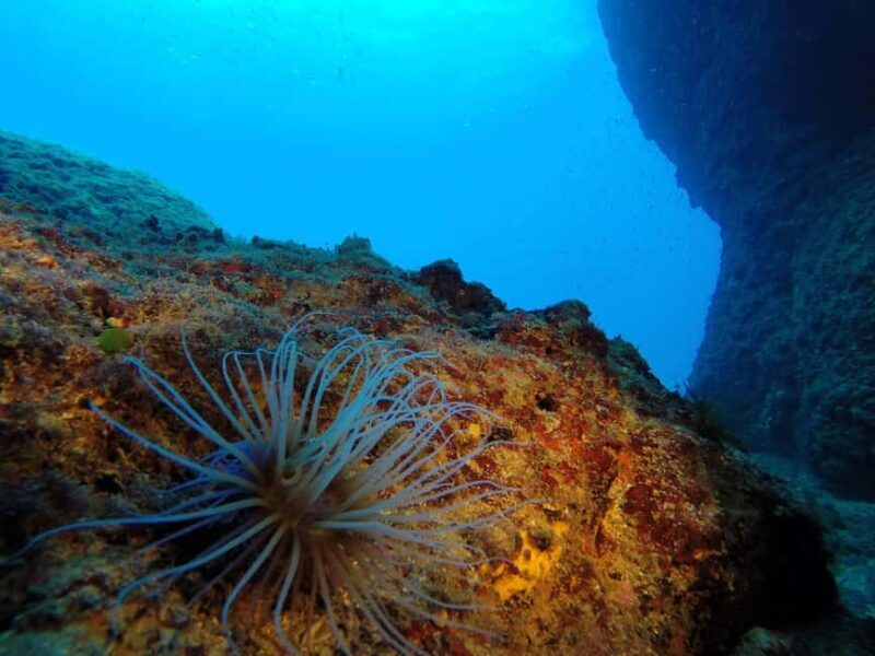 Crete: Snorkel Cretes Hidden Coves by Boat - Practical Tips for Your Snorkeling Adventure
