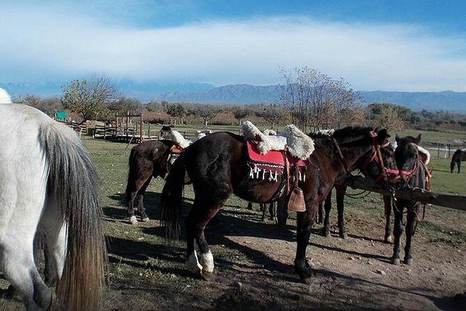 Criolla Horseback Riding - Who Will Love This Tour?