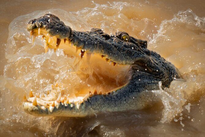 Croc Country Safaris - A Close-Up Look at Croc Country Safaris in Darwin