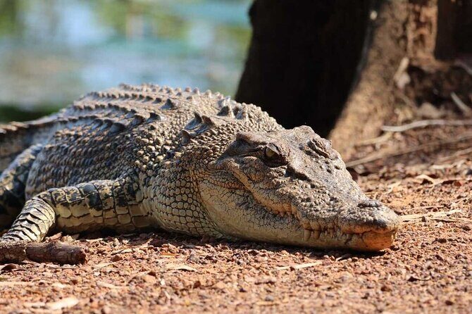 Crocodile Jumping Boat Cruise with Transfer from Darwin - Welcome to the Heart of Darwin’s Wetlands