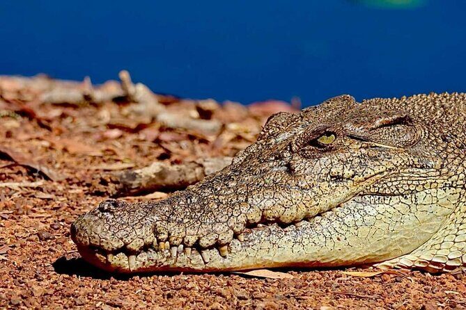 Crocodile Jumping Boat Cruise with Transfer from Darwin - Final Thoughts: Who Should Book This Tour?