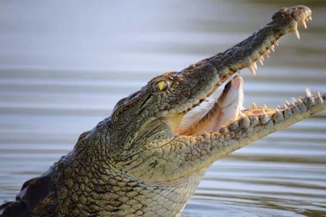 Crocodile Safari/Pelican Bar Combo. - Final Thoughts