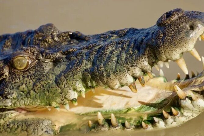 Crocodile Safari/Pelican Bar Combo. - FAQs