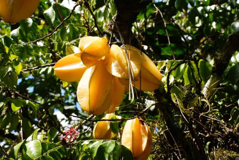 Croydon in the Mountains - Eco Farm Tour with Lunch - Final Thoughts