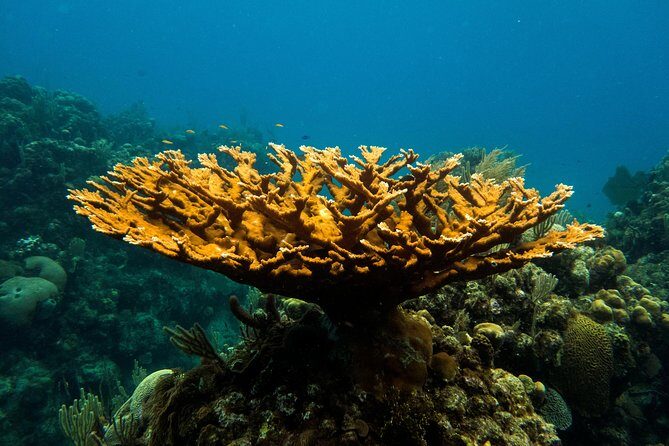 Cruise Excursion  2 Scuba Dives with transport (for certified divers) - Key Points