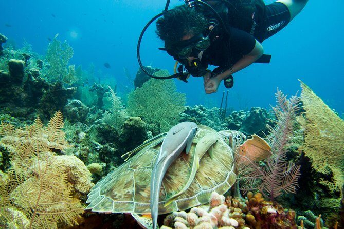 Cruise Excursion  2 Scuba Dives with transport (for certified divers) - Practical Information and Tips