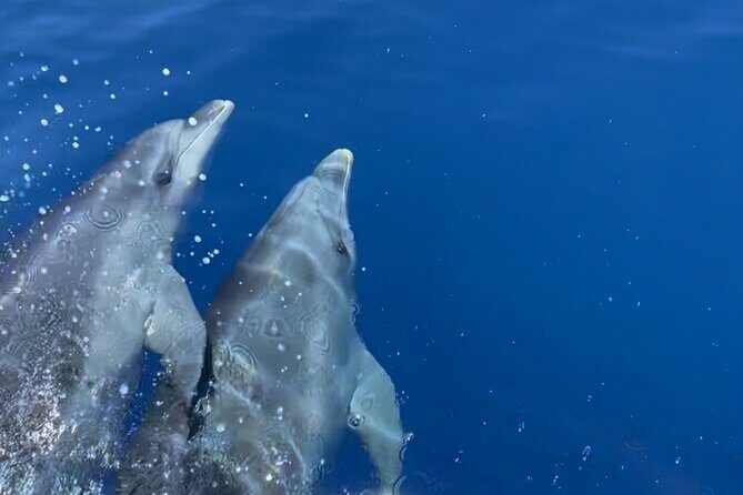 Cruise in a small group in Scandola Girolata Calanques de Piana - The Itinerary: What You’ll See and Do