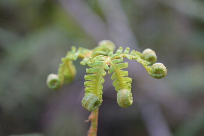 Cruise & Rainforest Walk - Franz Josef Glacier - Weather and Other Considerations