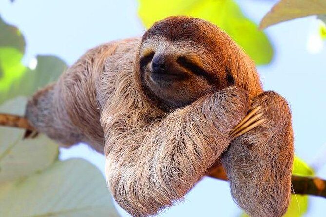 Cruise Ship Combo: Sloths, Chocolate Factory, City Tour, Beach, Private Shuttle - The Itinerary: A Closer Look at the Top Stops