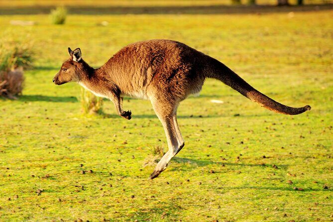 CRUISE SHIP Wildlife Tour - An Inviting Look at the CRUISE SHIP Wildlife Tour on Kangaroo Island