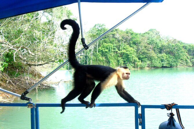 Cruise Shore Excursion Panama: Wildlife Gatun lake - Who Will Love This Tour?