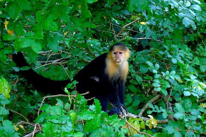 Cruise Shore Excursion Panama: Wildlife Gatun lake - FAQ