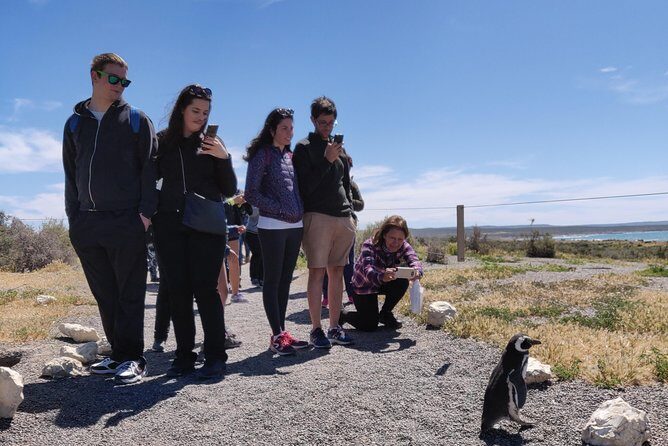 Cruise Shore Excursion Punta Tombo - From Puerto Madryn Patagonia - Experience the Wild Side of Patagonia: Punta Tombo from Puerto Madryn