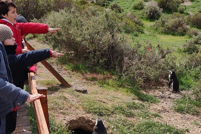 Cruise Shore Excursion Punta Tombo - From Puerto Madryn Patagonia - Key Points
