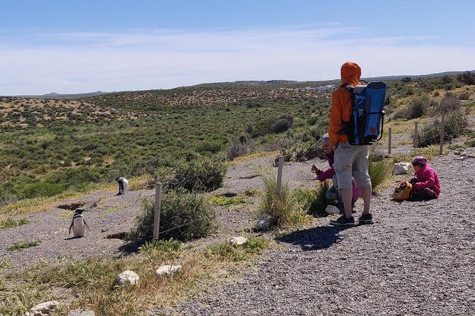 Cruise Shore Excursion Punta Tombo with Boxlunch from Pto Madryn - The Sum Up: Who Would Love This Tour?