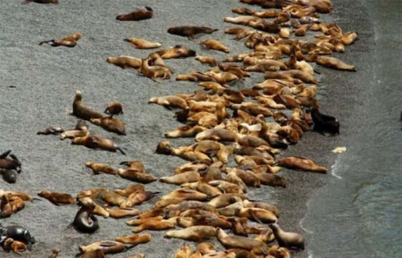 Cruise Shore Punta Loma and city overview - Exploring Puerto Madryn: A Practical Guide to the Tour