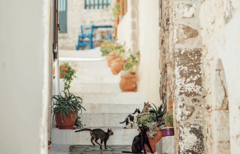 Cruise to Nisyros: Volcano, Nikia Village & Mandraki Trip - The Sum Up: Is This Tour Worth It?