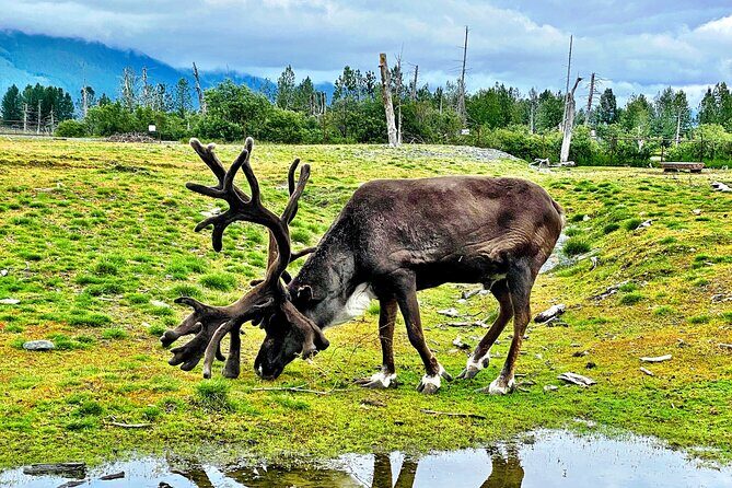 Cruise Transfer & Wildlife Tour: Anchorage to Whittier - Analyzing the Value