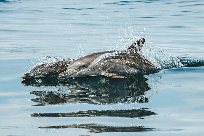 Cruise with Dolphins in Byron Bay - FAQs