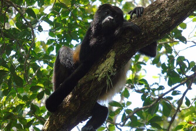 Cruiseline Excursion Colon: Rainforest, San Lorenzo Fort and Canal Expansion - Wildlife Encounters in San Lorenzo National Park