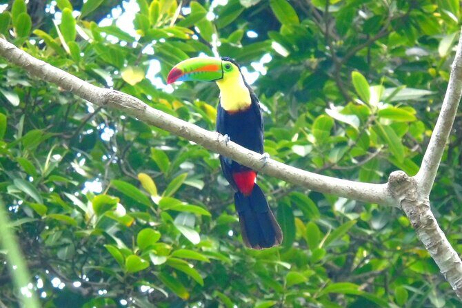 Cruiseline Excursion Colon: Rainforest, San Lorenzo Fort and Canal Expansion - Final thoughts