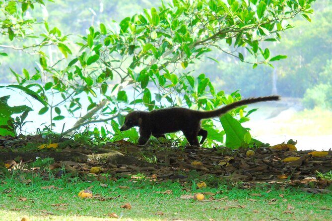 Cruiseline Excursion Colon: Rainforest, San Lorenzo Fort and Canal Expansion - FAQs