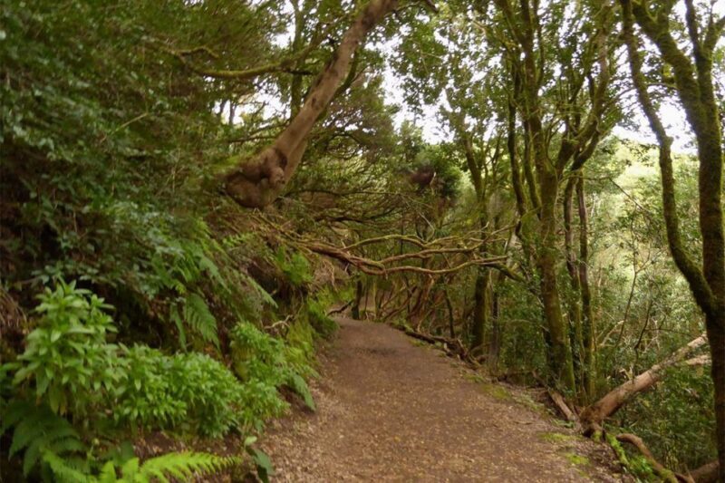 Cruz del Carmen: Hiking in Anaga with Local Food Products - An Honest Look at the Cruz del Carmen Hiking Tour