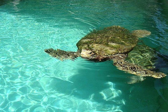 Crystal Caves, Aquarium, City of Hamilton and Ferry - Who Should Take This Tour?