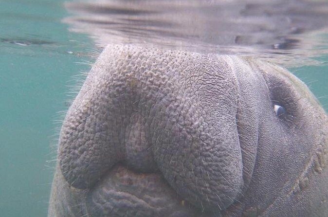 Crystal River Boat Tour - FAQs