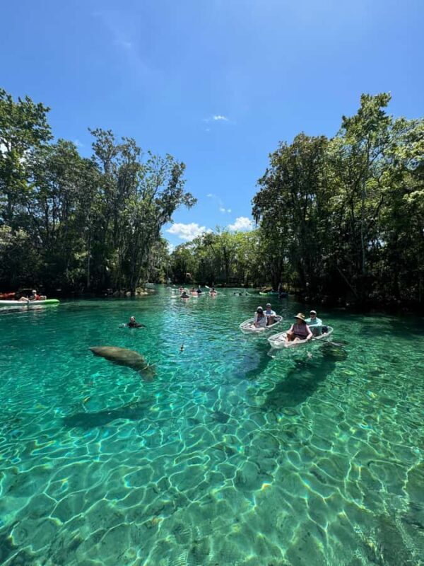 Crystal River: Clear Kayak Manatee & Springs Tour - Key Points
