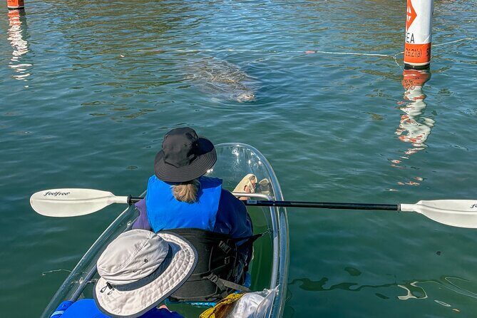 Crystal River Florida: Clear Kayak Guided Manatee Eco-Tour - A Deep Dive into the Clear Kayak Manatee Tour