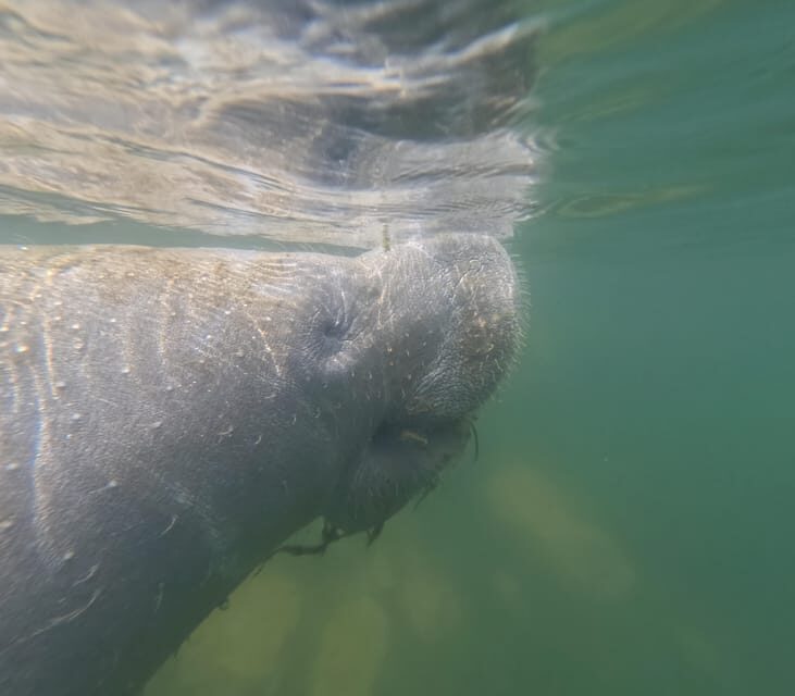 Crystal River: Guided Manatee Snorkeling Tour - Why This Tour Stands Out