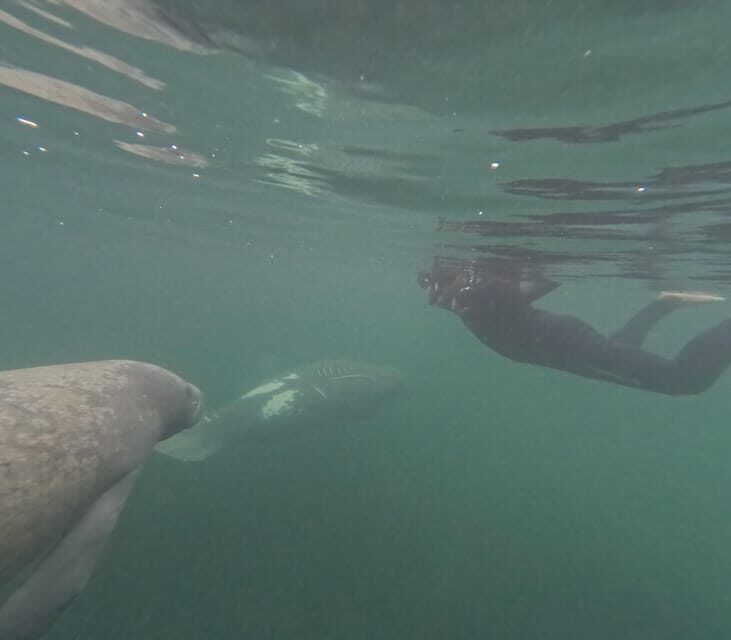 Crystal River: Guided Manatee Snorkeling Tour - Authentic Encounters in a Respectful Setting