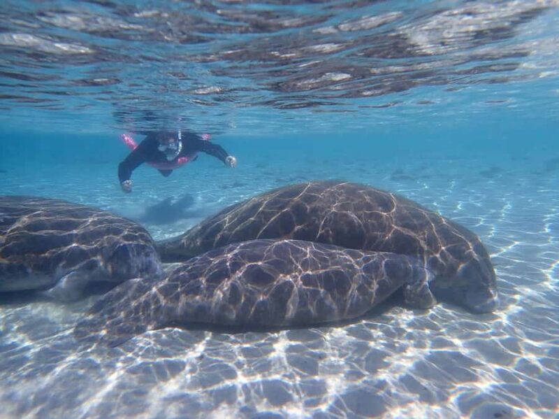 Crystal River: Guided Manatee Tour Heated Boat Free Photos - A Deep Dive into the Crystal River Manatee Tour